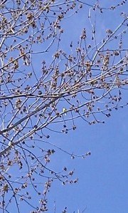 yellow song bird in tree