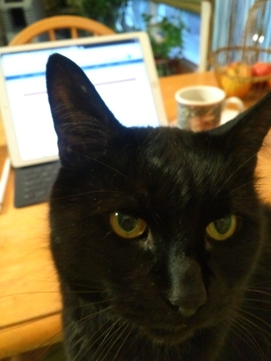 Black cat on lap