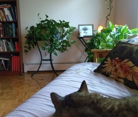 Tabby cat resting in front of house plants