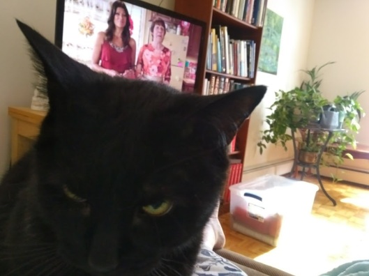 Black cat in front of TV