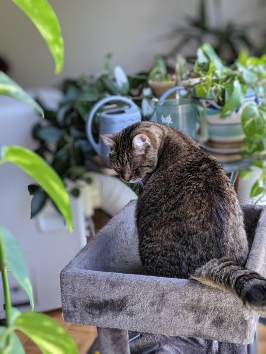 tabby cat sitting surrounded by plants and air conditioner