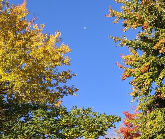 autumn trees and waning moon