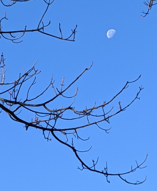 autumn moon tree